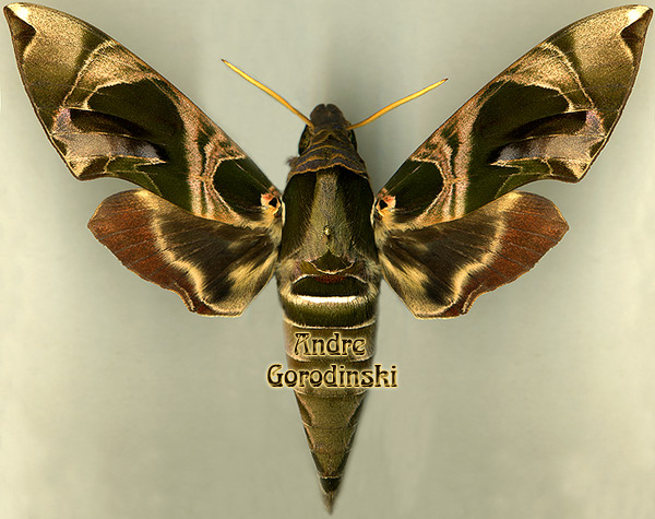 http://www.gorodinski.ru/sphingidae/Daphnis hypothous.jpg